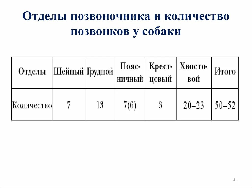 Какие отделы позвоночника у собак. Количество позвонков у собаки. Позвонки у собаки количество. Количество поясничных позвонков у собаки. Скольки позвонков у собаки.