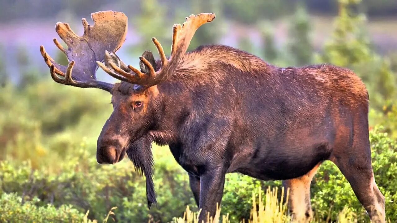 Лось (лат. Alces alces). Тундровый Лось. Европейский Лось alces alces. Североамериканский Лось. Лось ве