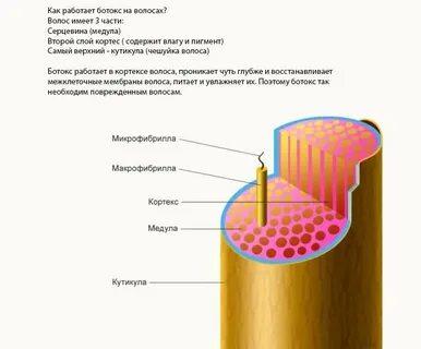 Основные слои волоса