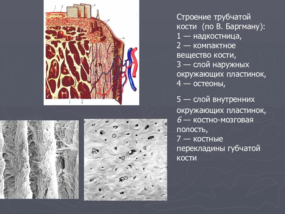 6 трубчатых костей. Остеон надкостница. Остеон гистология. Строение остеона и строение трубчатой кости. Компактное вещество трубчатой кости гистология.