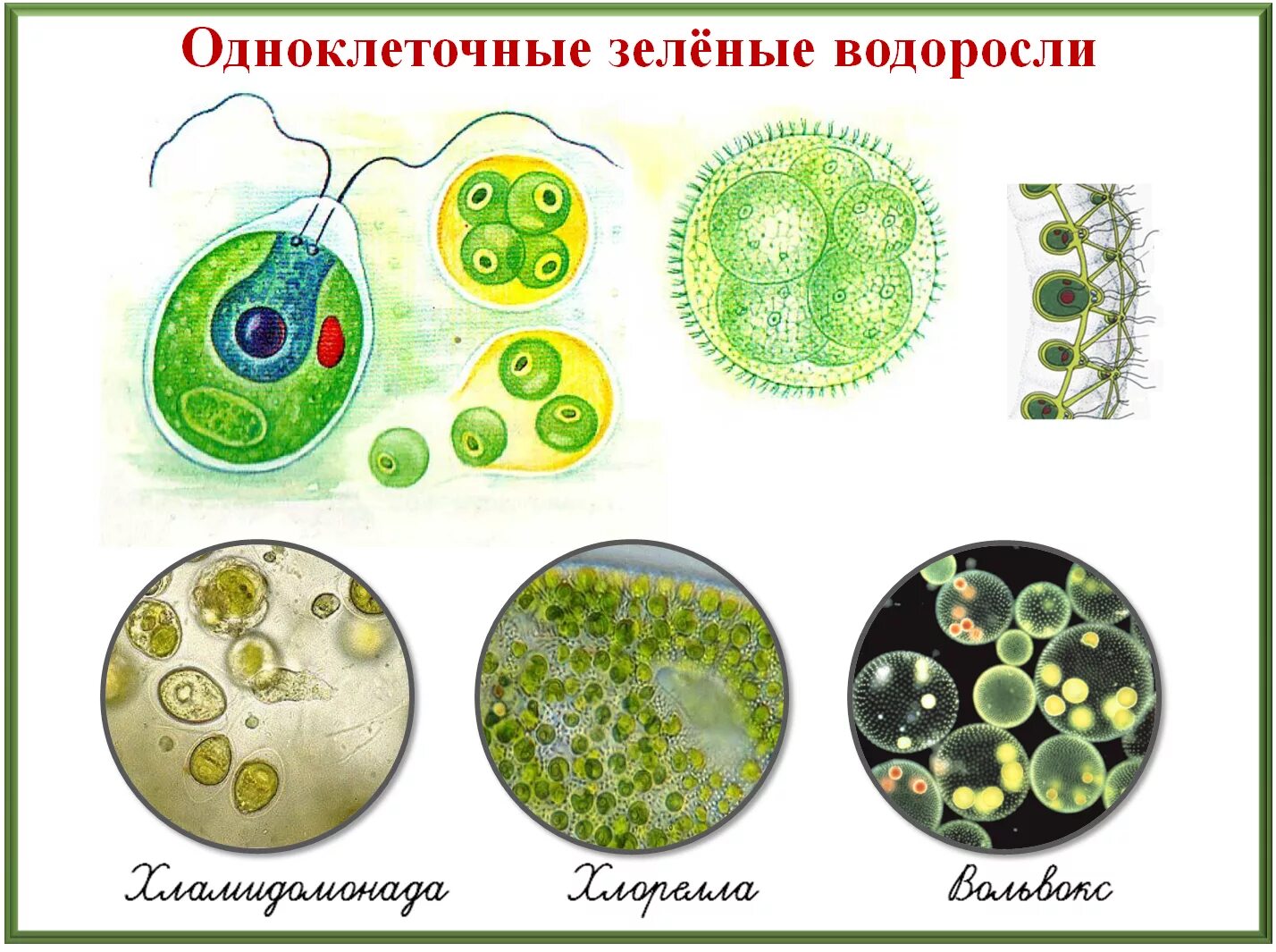 Одноклеточные растения хлорелла. Зелёные водоросли хлорелла одноклеточеые. Одноклеточные зеленые водоросли представители. Хламидомонада, хлорелла, плеврококк.