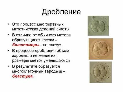 Дробление это