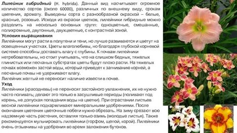 Чем подкормить лилейники весной