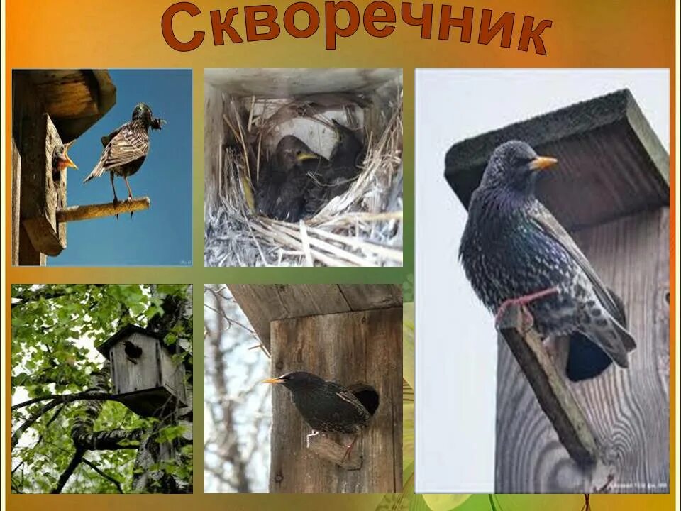 Птицы живущие в скворечниках. Скворец в скворечнике. Скворечник для птиц. Какие птицы живут в скворечниках фото. Птицы живущие в скворечниках.