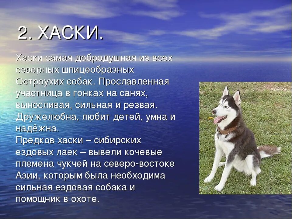 Сообщение о породе собак хаски. Рассказ о собаке. Доклад про собаку. Описание любой собаки.