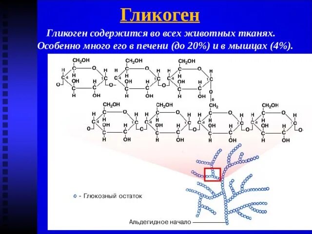 1 гликоген относится к. Полимеры Глюкоза гликоген. Гликоген строение. Гликоген содержится в клетках. Структура гликогена.