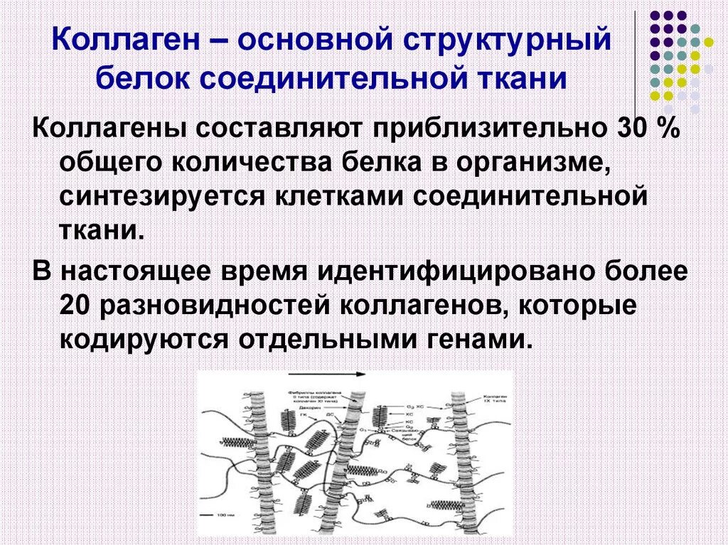 Коллаген основной белок соединительной ткани. Коллаген соединительной ткани биохимия. Строение соединительной ткани биохимия. Эластин соединительной ткани.