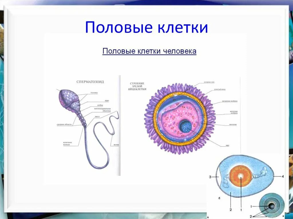 На рисунке изображена половая клетка. Строение половых клеток яйцеклетка. строение половых клеток схема. строение сперматозоида и яйцеклетки. элементы строения половых клеток млекопитающих.
