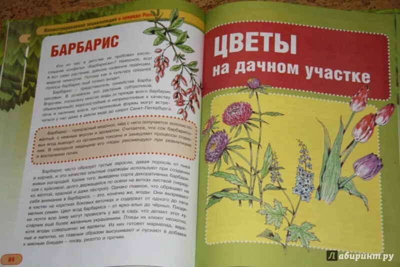 Книга о культурных растениях читать