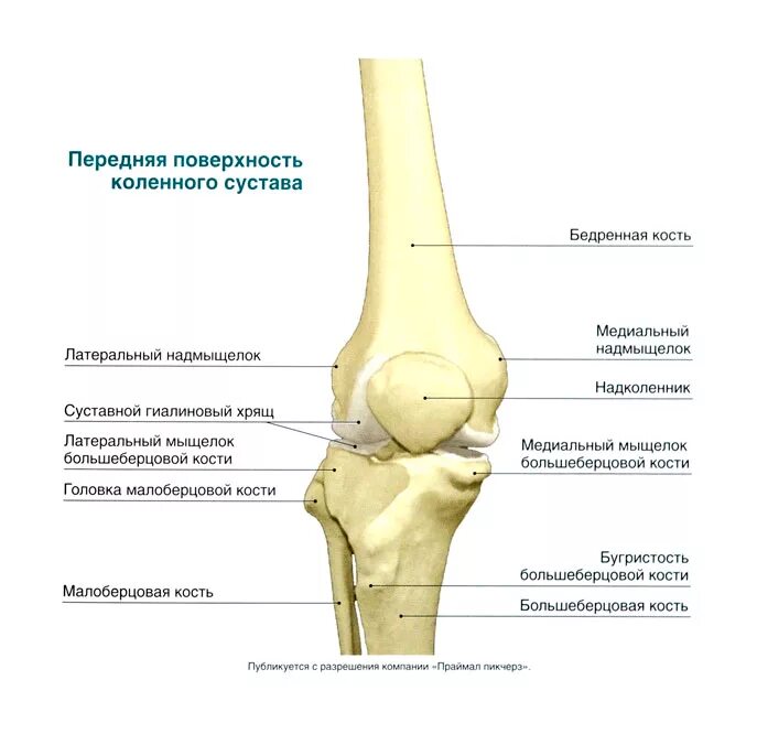 Медиальные мыщелки коленного. Строение коленного сустава мыщелки. Коленный сустав анатомия строение кости. Мыщелки бедренной кости анатомия. Берцовая кость в коленном суставе.