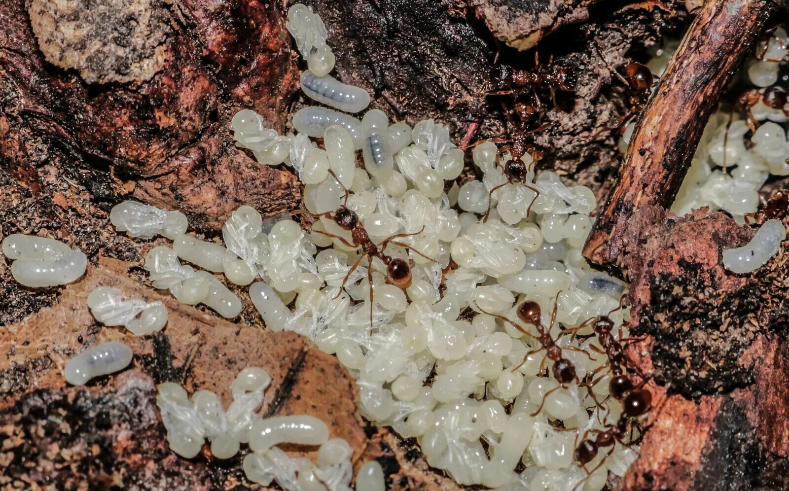Какое развитие у муравьев. Яйца личинки куколки муравьев. Муравьи яйца личинки куколки. Личинки муравьев (муравьиные яйца).