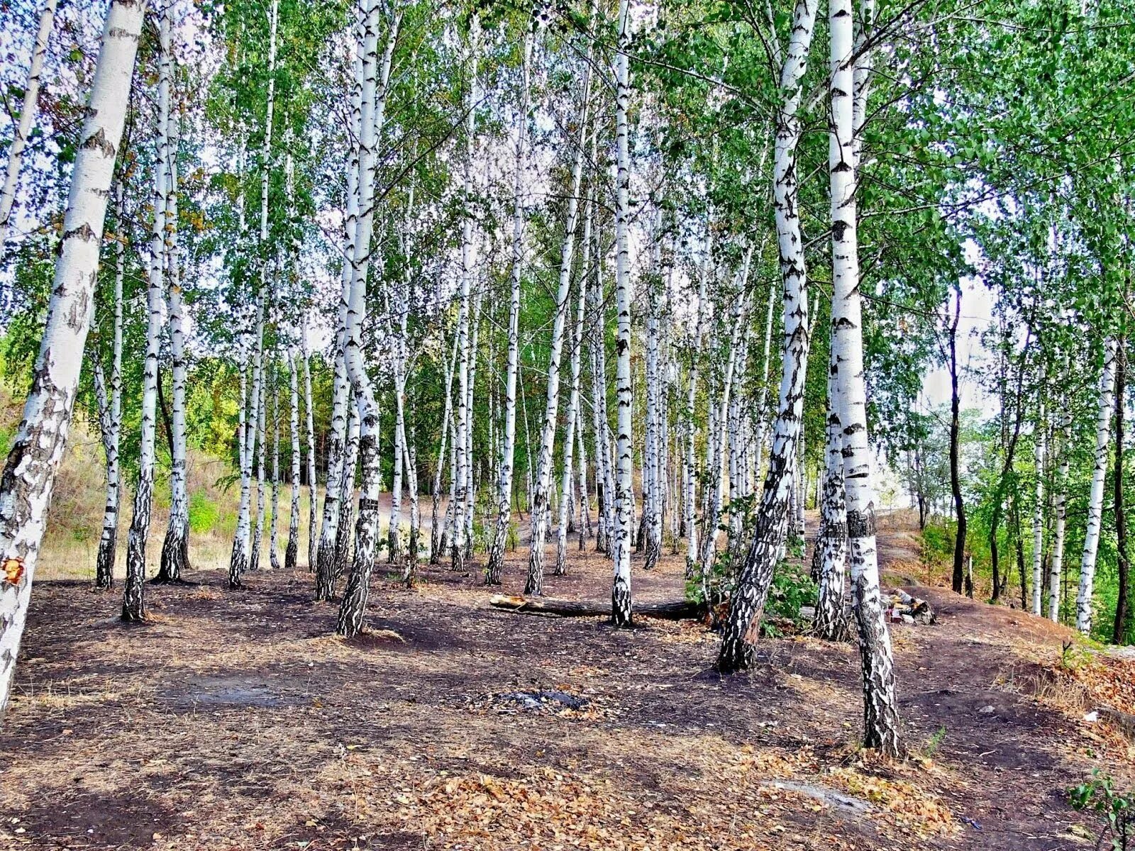 Березовая роща ранняя весна. Роща 900 берез галстуки. Березовая роща бишкек. Берёзовая роща жигулевск май. Березовая роща весной.