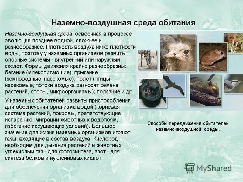 Адаптации организмов к воздушной среде. Характеристика наземно-воздушной среды жизни. Обитатели наземной среды. Наземно-воздушная среда. Обитатели среды обитания.