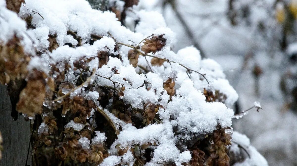 Деревья в снегу. Экология зимой. Устойчивый снежный Покров зимой. Снег фото. Ноябре выпадет снег