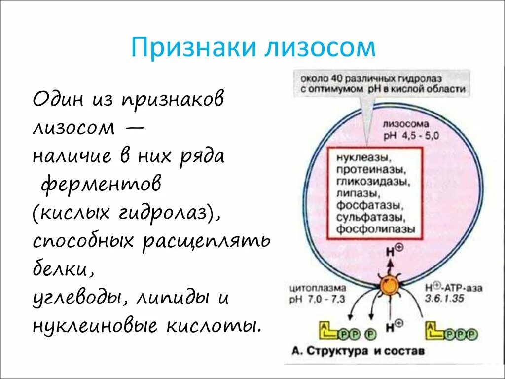 Лизосомы химический состав. Лизосомы функции кратко. Типы лизосом. Лизосомы химический состав. Лизосомы строение и функции.