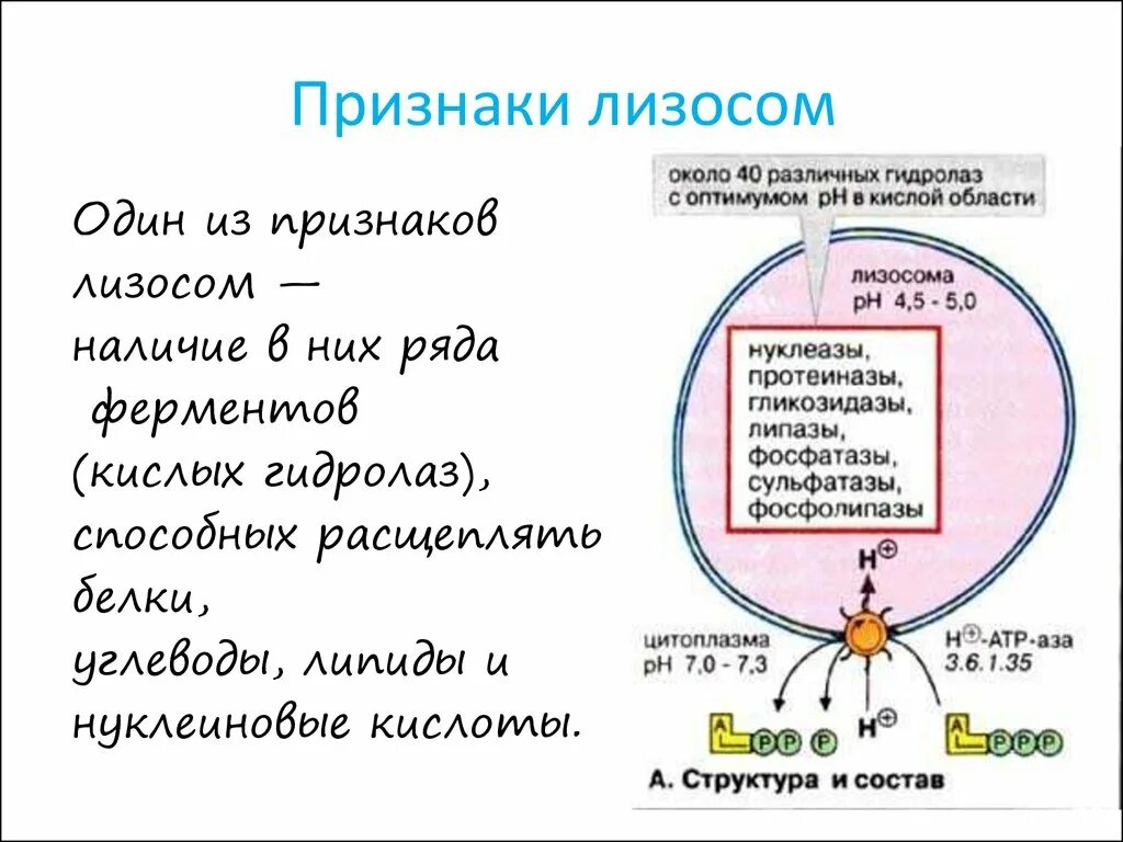 Признаки лизосомы. Состав лизосом. Химический состав лизосом.