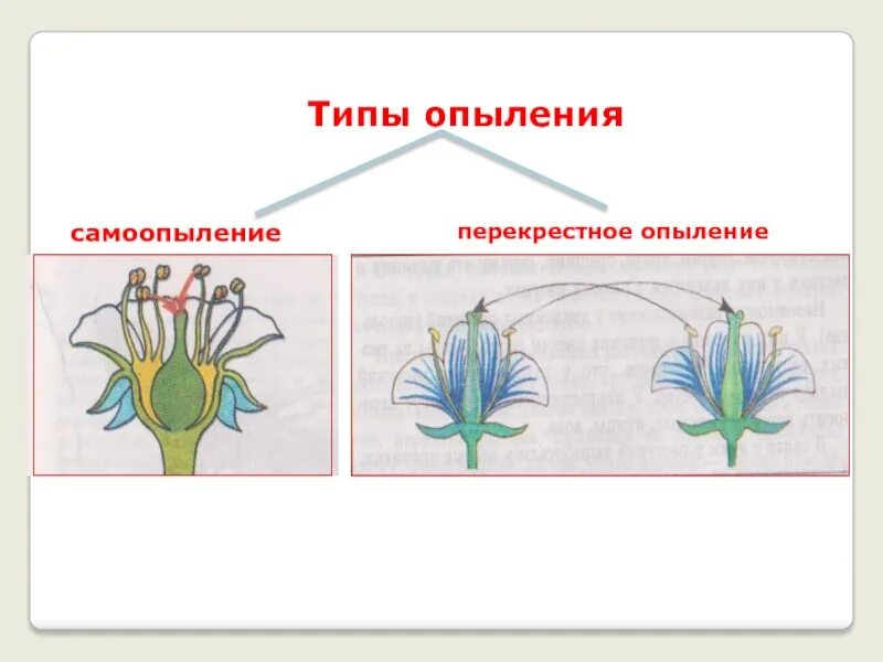 Схема самоопыления хвойные