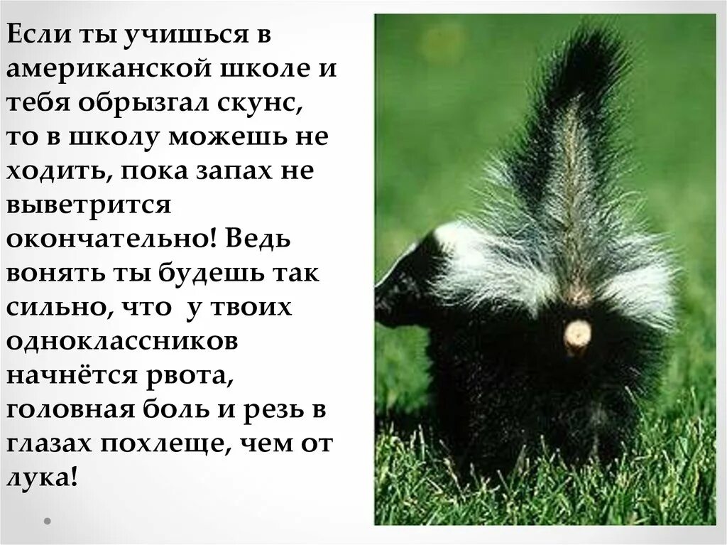 Иди вонять. Вонючий скунс. Скунс смешной. Загадка про скунса. Загадка про скунса для детей.