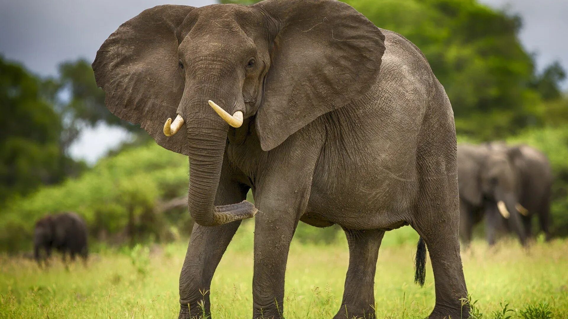 Саванный Африканский слон Африки. Саванный слон. Саванновый Африканский слон. Слон в саванне.