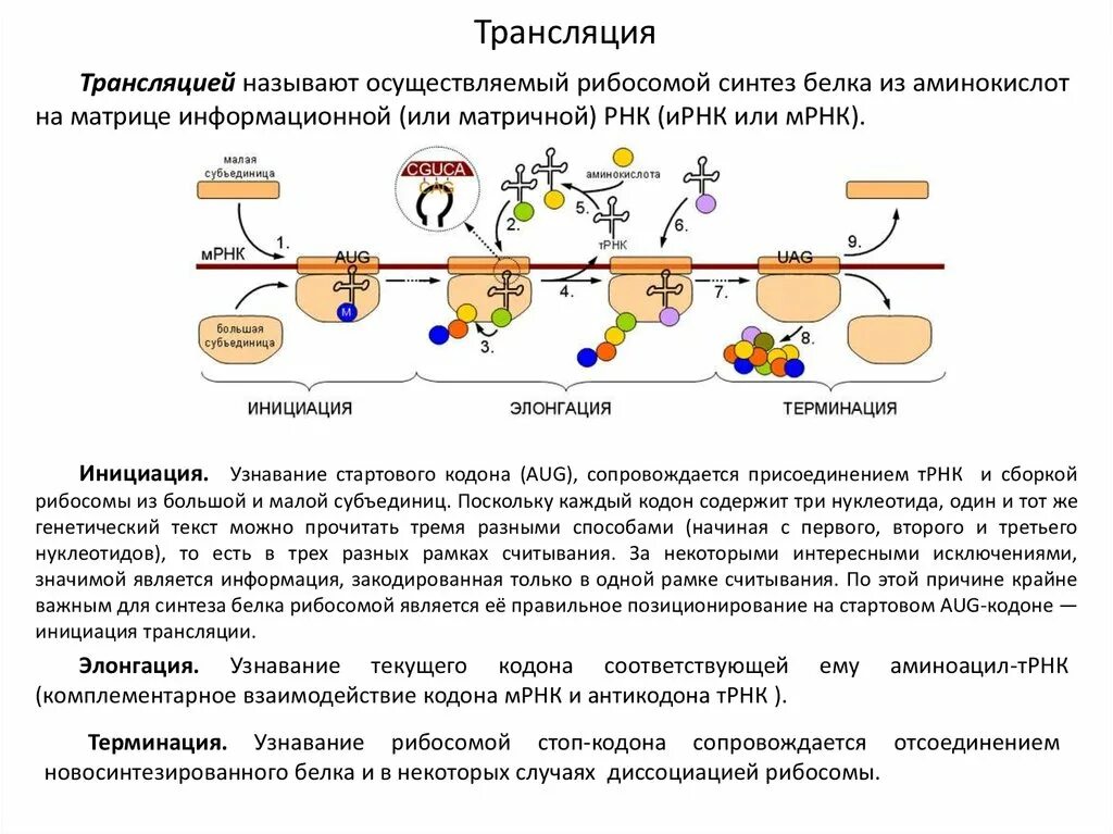 Синтез белковых молекул происходит. Синтез белка начинается с кодона:. Синтез белка трансляция полисома. Трансляция это Синтез белка на рибосомах. Схема строения белка в рибосоме трансляция.