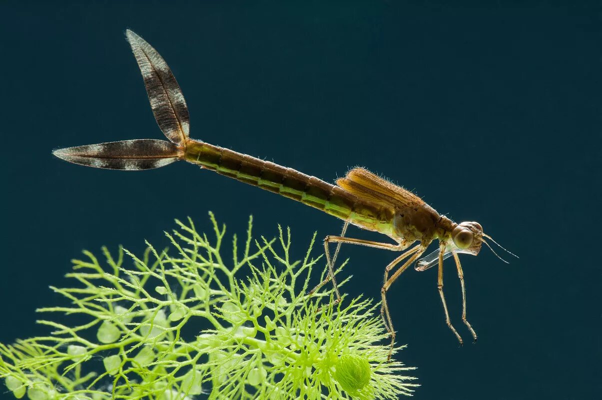 Lestes Sponsa личинка. Наяда Стрекозы. Личинка Стрекозы Лютки. Личинка равнокрылой Стрекозы. Личинка стрекозы и малек рыбы