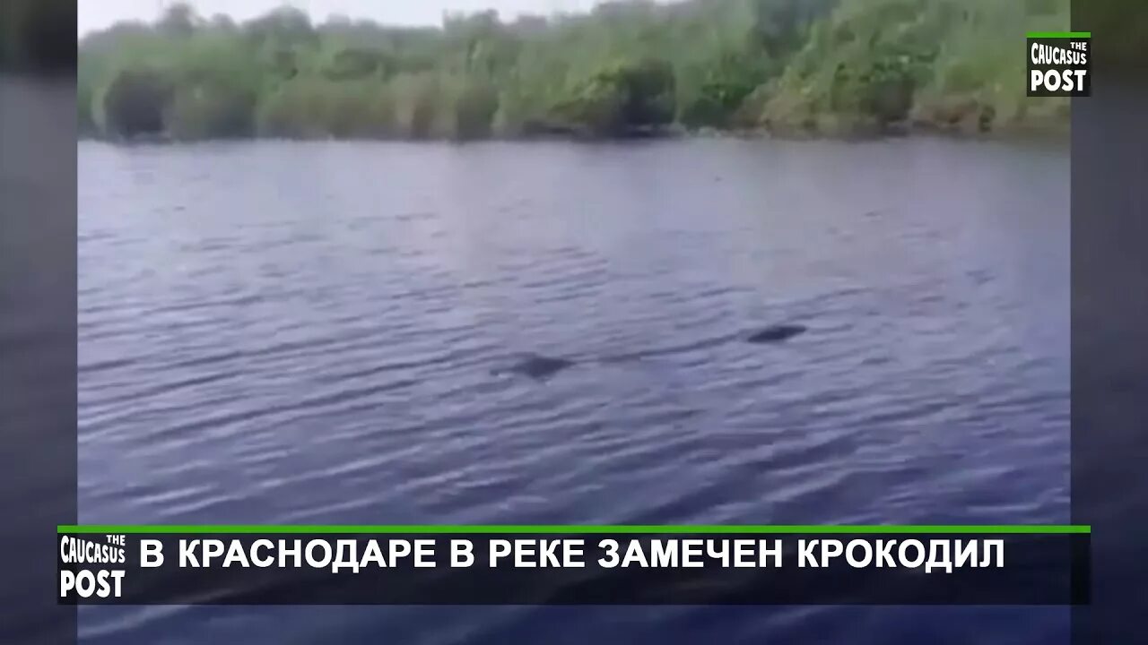 Нильский крокодил crocodylus niloticus. Рыба в реке кубань. Крокодилах в реке кубань. Озеро с крокодилами. Река тарколес коста рика крокодилы.