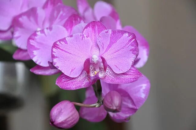Орхидея моцарт фото Орхидея моцарт фото