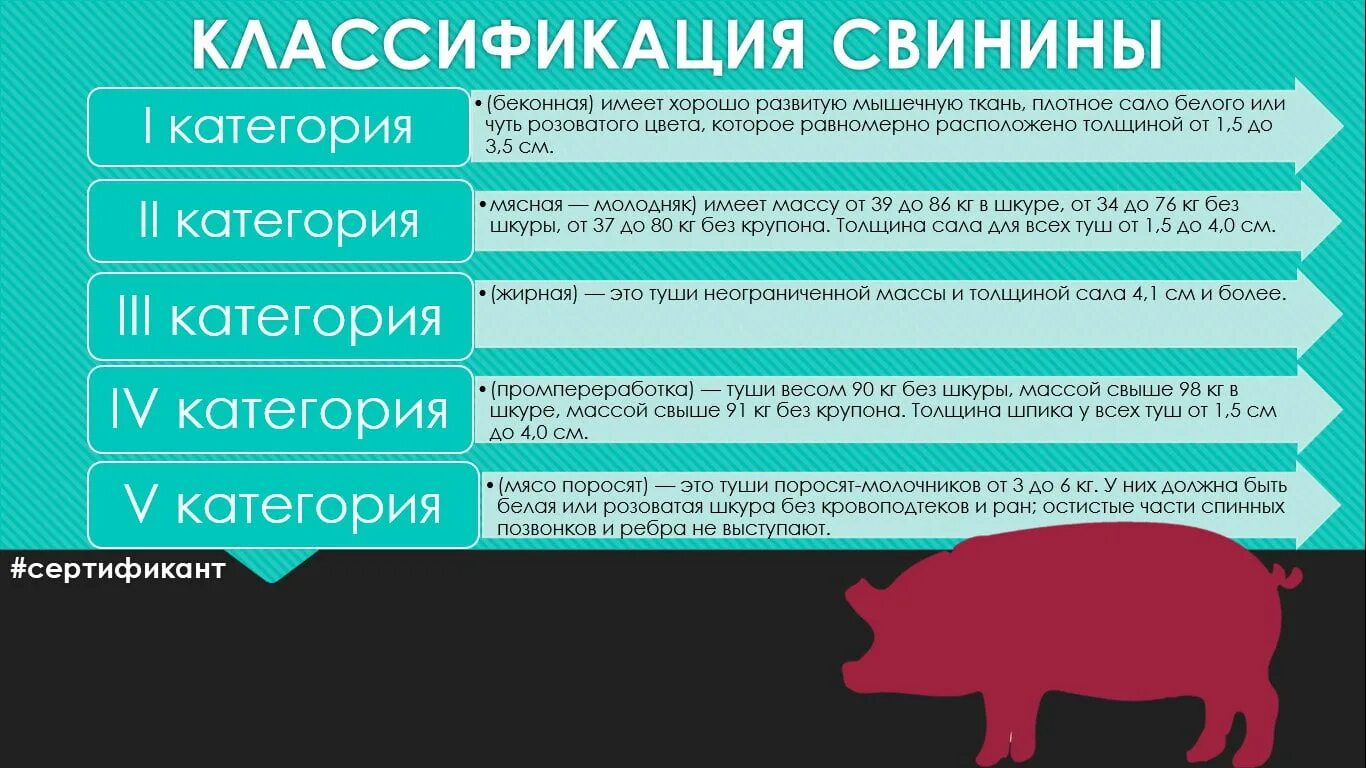 5 свиных туш. Категории мяса свинины. Классификация свинины. Классификация свинины по упитанности.