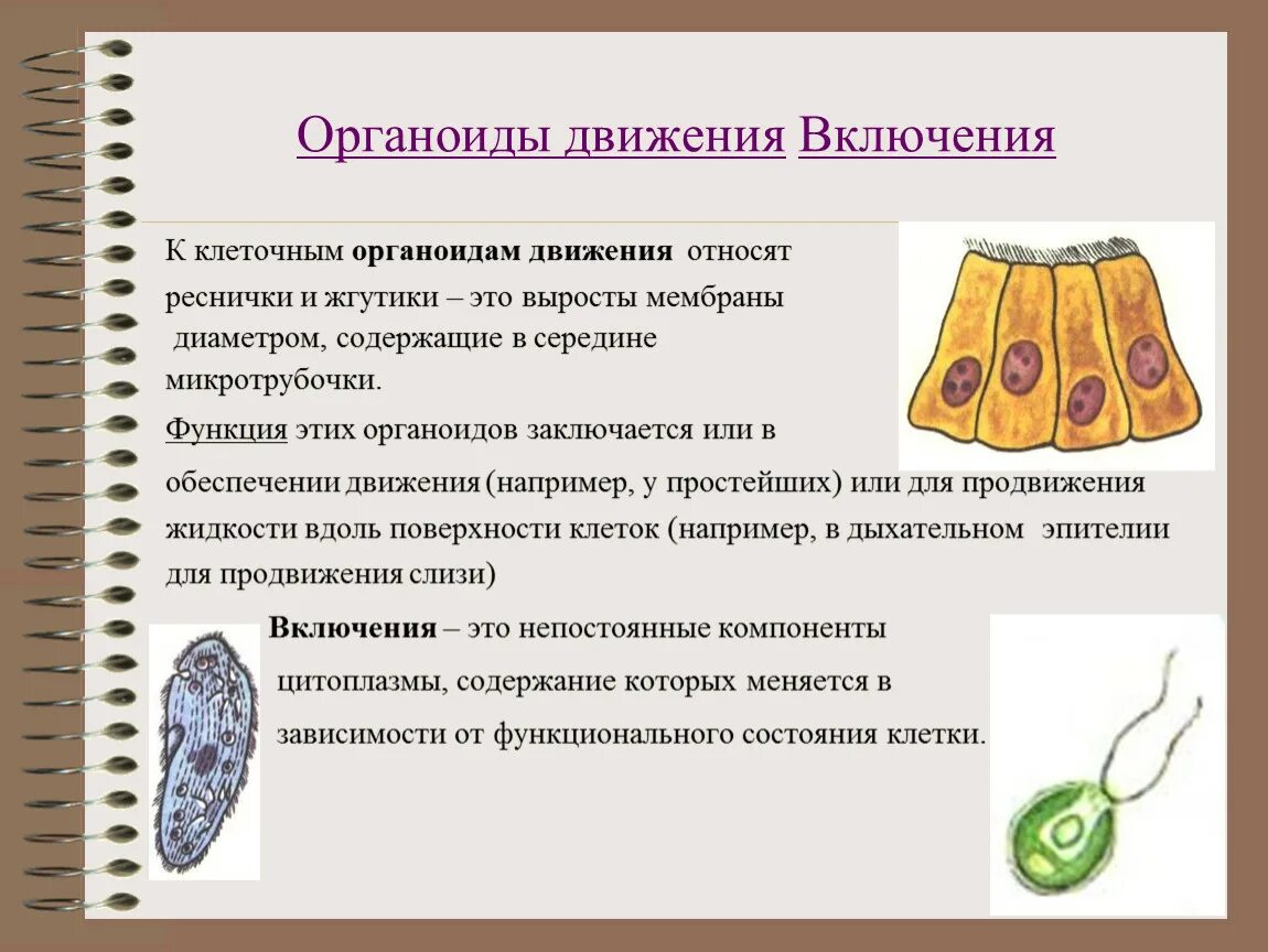 Органы движения. Таблица органоидов клетки клеточные включения. Органоиды движения клеточные включения строение. Строение клетки 9 класс биология органоиды движения. Органоиды движения клеток 9 класс.