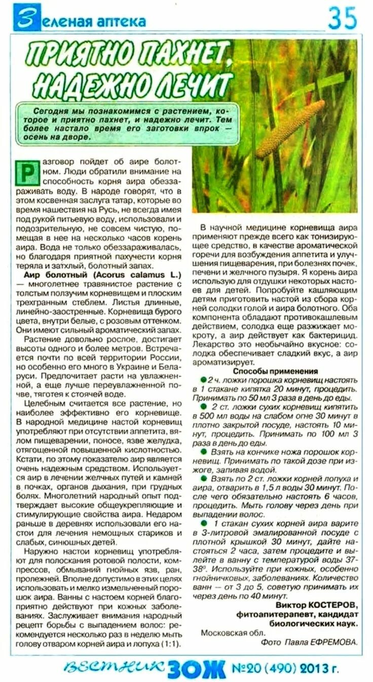 Корень аира лечебные свойства и противопоказания. Аир болотный лечебные. Корень аира болотного. Аир болотный. Аир болотный характеристика.