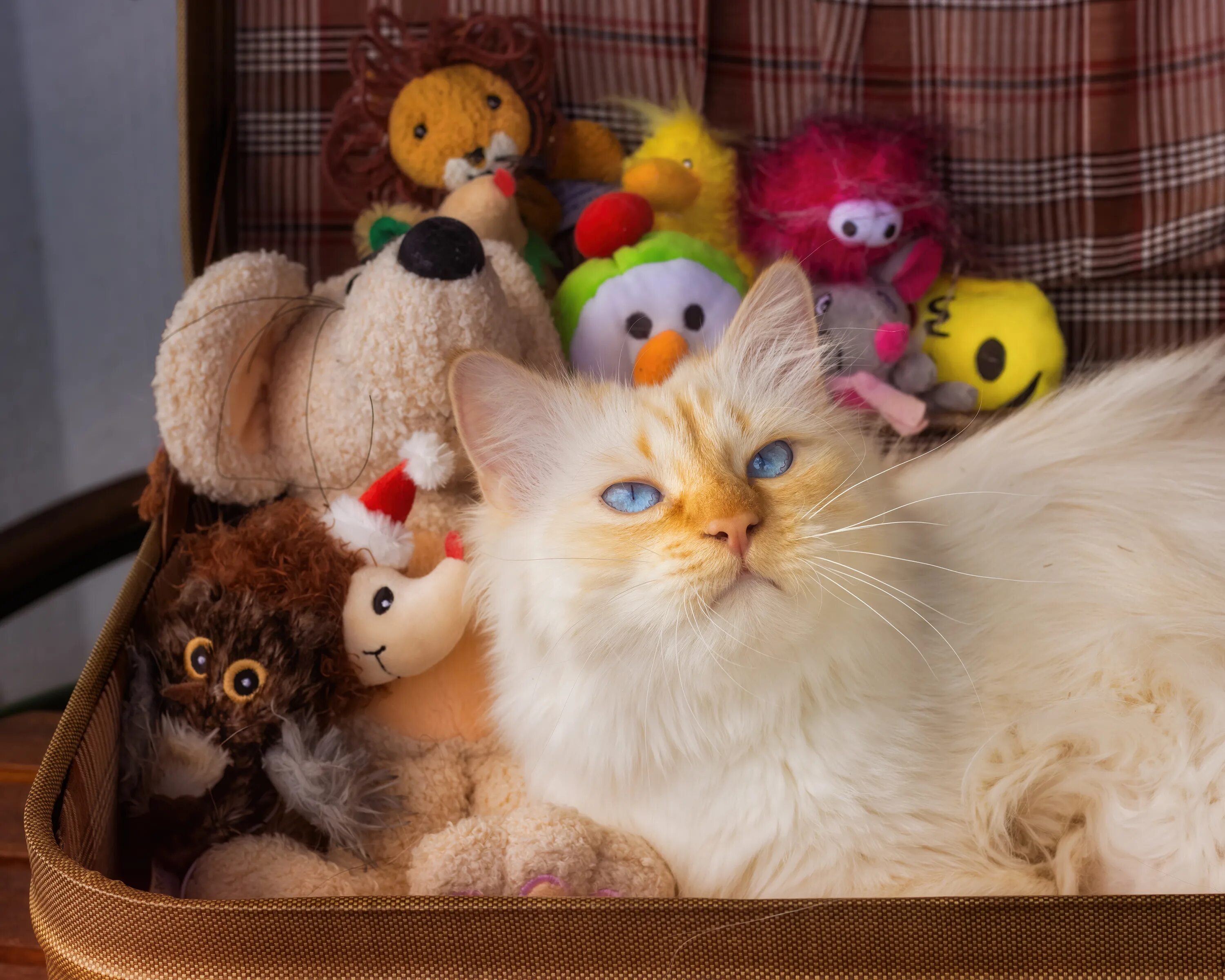 Котенок мяукает. Кокот. Включи бесплатные кота. Включи бесплатные кота. Приключение котенка игра.