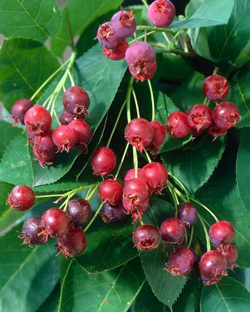 Ирга колосистая amelanchier spicata. Пирус и ирга. Ирга ламарка. Ирга альтаглоу. Ирга ягода.