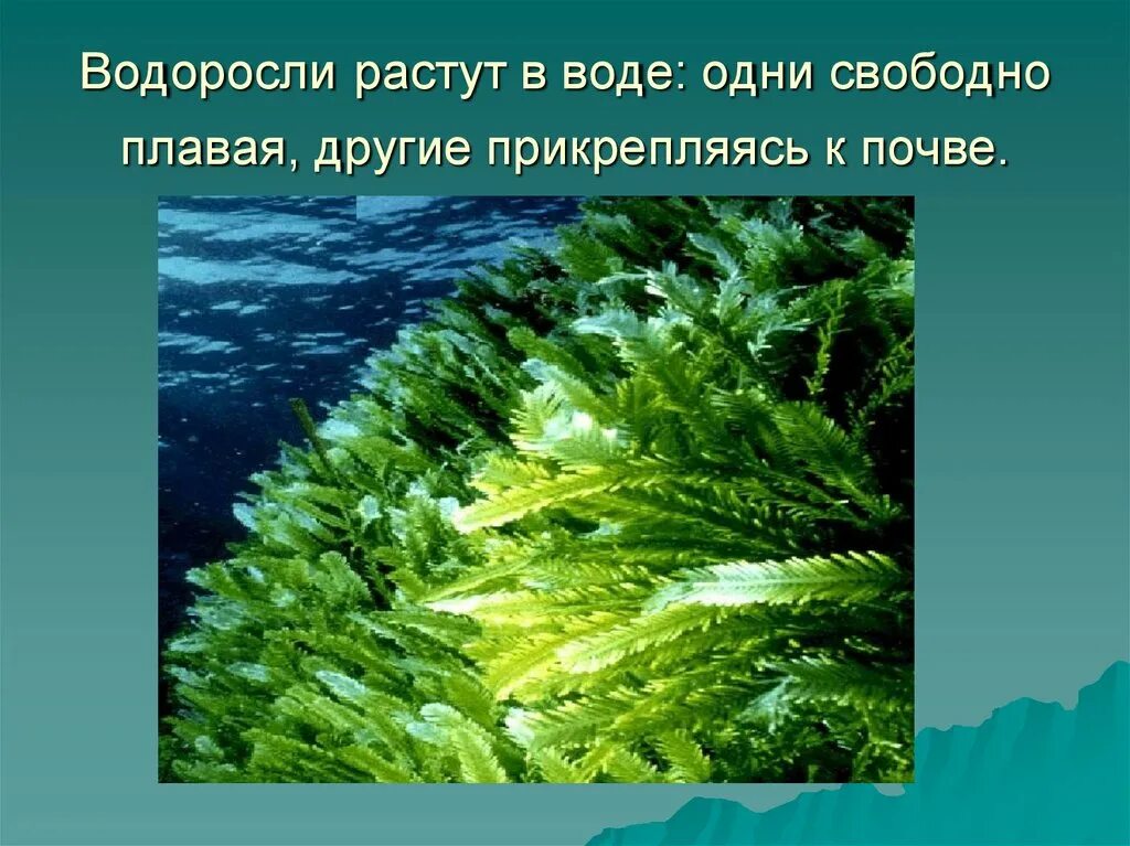 Почему водоросли назвали водорослями. Водоросли презентация. Презентация на тему водоросли. Водоросли слайд. Доклад про водоросли.