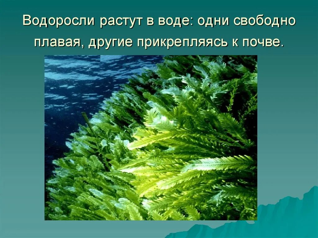 Почему водоросли растут в воде