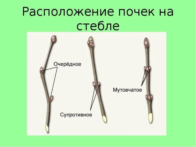 Внутри одних почек на зачаточном стебле. Мутовчатое расположение почек на стебле. расположение почек на стебле рисунок. строение почек расположение почек на стебле. виды почек по расположению на стебле.