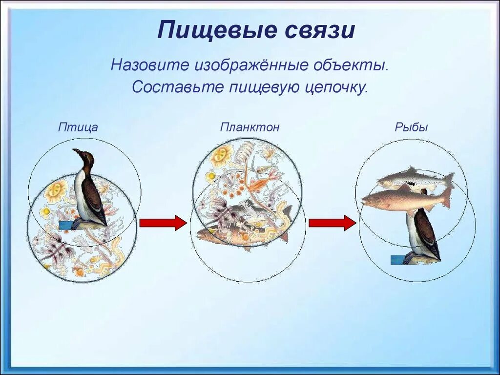 Цепь питания планктона. Цепь питания планктон рыба. Пищевая цепь птиц. Пищевая цепочка рыб. Пищевая цепочка субтропической зоны.