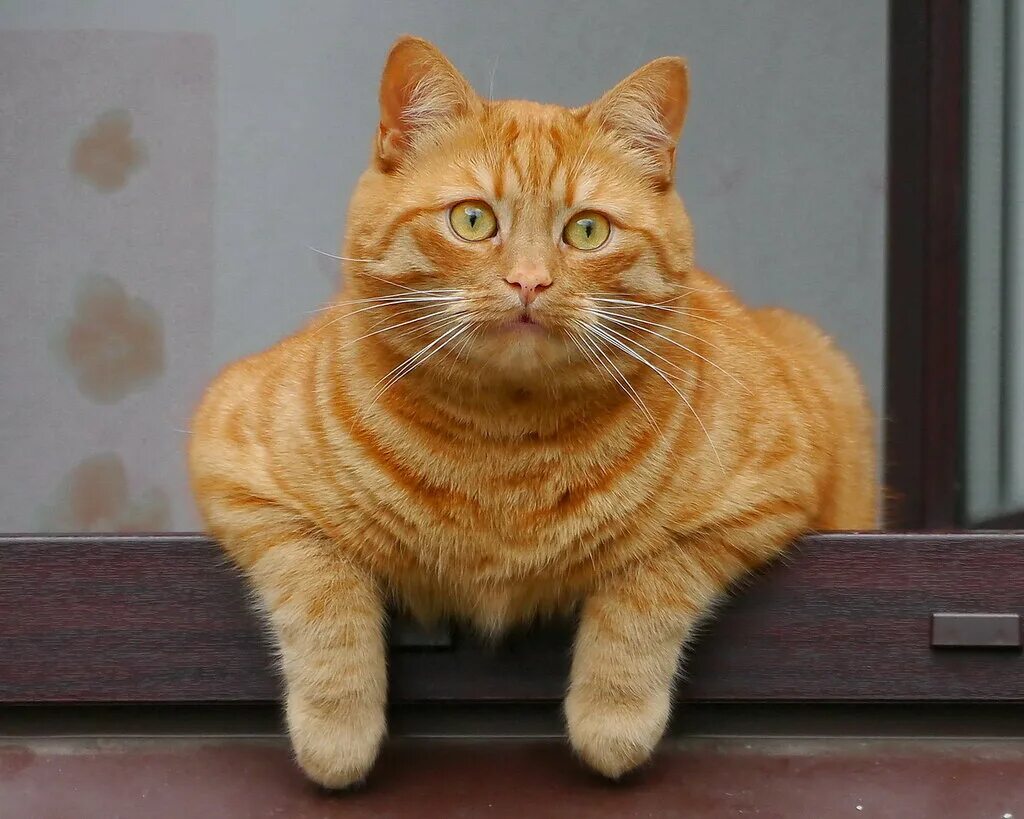 Рыжие породистые коты. Сибирский гладкошерстный рыжий кот. Макрелевый табби рыжий. Тигровый макрелевый табби рыжий. Европейская короткошерстная табби рыжий.