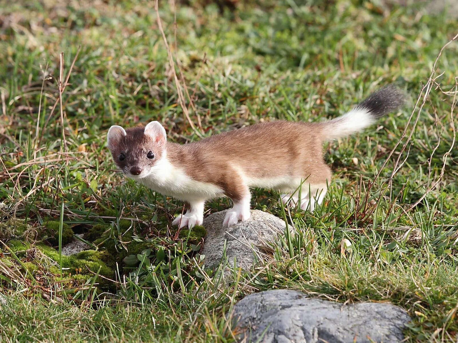 Горностай хищное животное. Горноста́й Mustela erminea. Куница ласка горностай. Горностай (лат. Mustela erminea). Горностай зверек сем куньих.