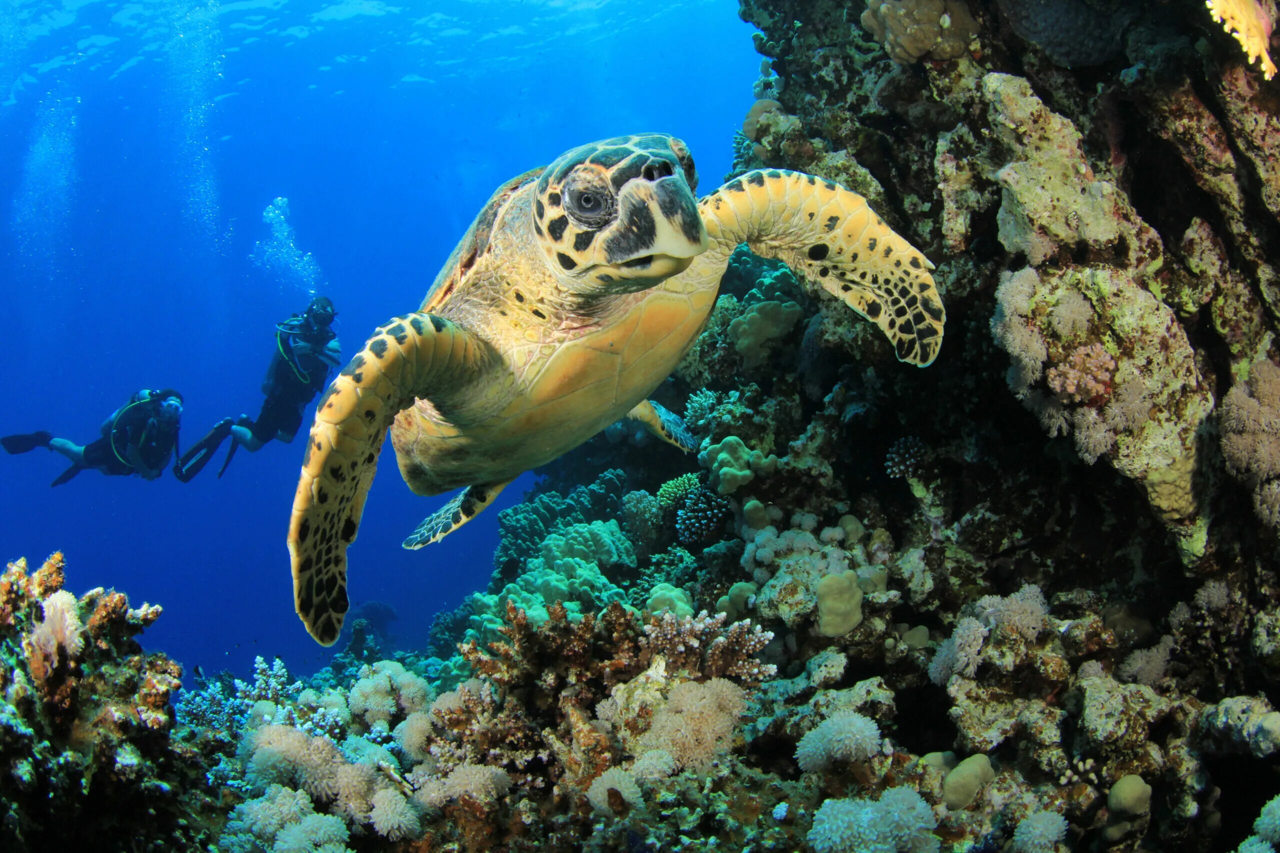 Туббатаха риф черепаха. Черепаха бисса (Каретта). Морской заповедник Саут-Уотер-Кей,. Морская черепаха красное море Египет.