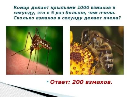 Частота крыльев комара