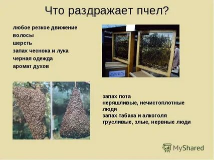 Интересное о пчелах