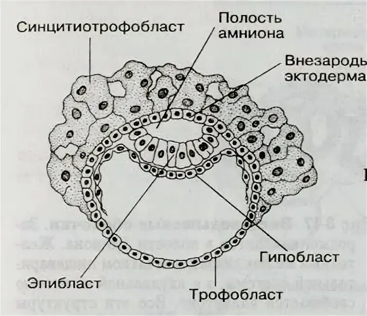 Дифференцировка трофобласта. Дифференцировка эмбриобласта и трофобласта. эмбриобласт и трофобласт гистология. разделение эмбриобласта на эпибласт и гипобласт.