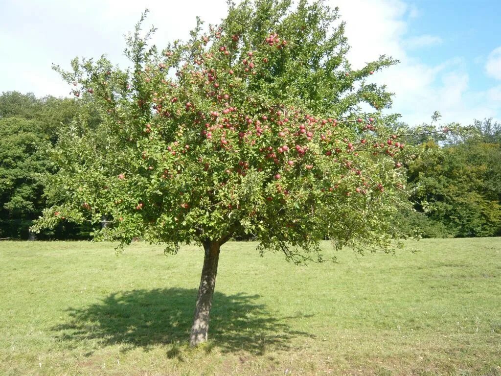 Яблоня малус доместика. Яблоня домашняя (Malus domestica). Яблоня плодовая Malus domestica. Malus domestica дерево. 10 плодовых деревьев