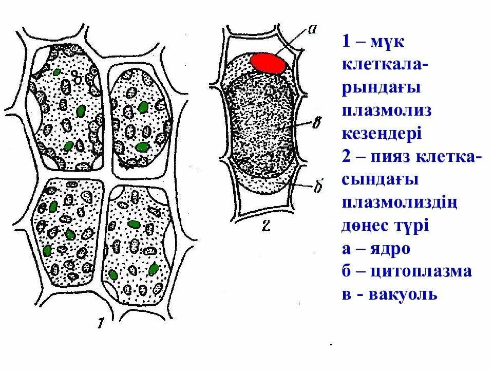 Деплазмолиз рисунок. Строение растительной клетки плазмолиз. колпачковый плазмолиз в клетках кожицы лука. плазмолиз в клетках кожицы лука рисунок. плазмолиз в клетках лука.