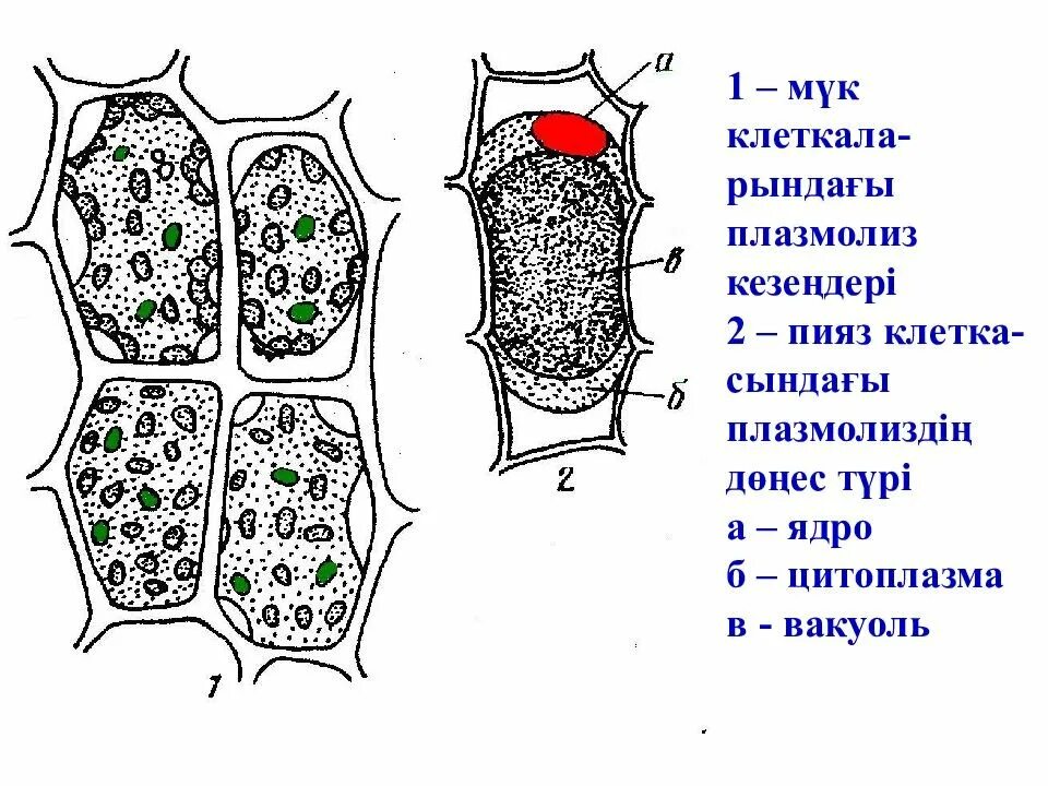 Время плазмолиза. Строение растительной клетки плазмолиз. Плазмолиз растительной клетки рисунок. Плазмолиз строение клетки.