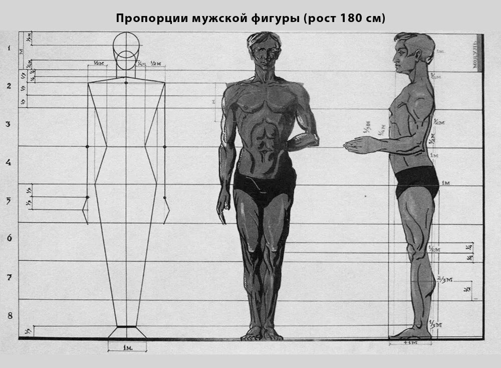 Ширину фигуры. Пропорции тела человека. Идеальная мужская фигура пропорции. Пропорции мужской и женской фигуры. Пропорции человеческой фигуры.