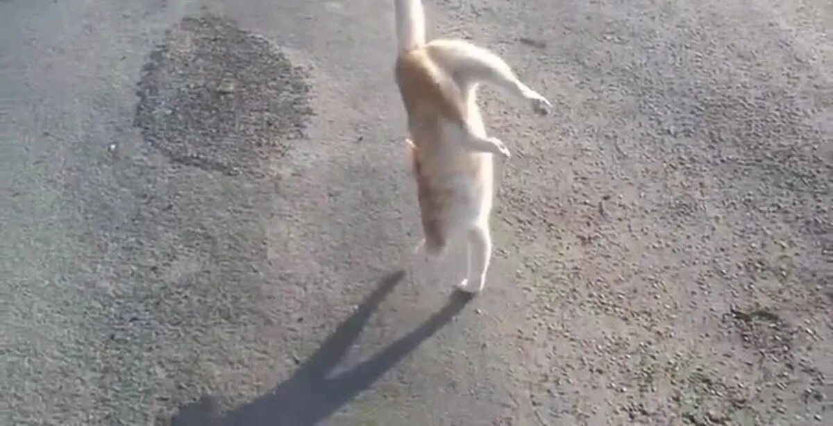 Кот ходит на задних лапах. Кот на передних лапах. котик стоящих на передних лапах. кот на двух передних лапах. котенок ползает на передних лапах.