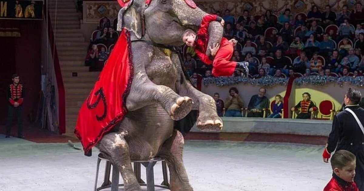 Цирк Гертнер "шоу слонов" касса. Краснодарский цирк шоу слонов. Шоу слонов цирк Краснодар. Алексия Тигхе Гертнер.