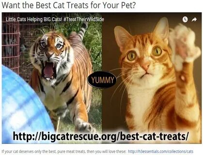 Big cats live all around