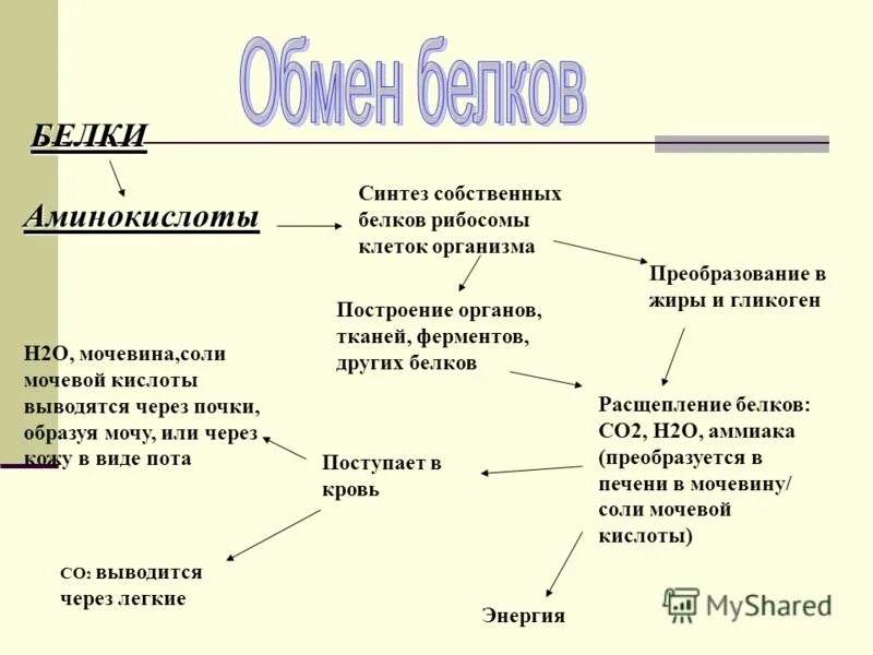 Собственные белки человека